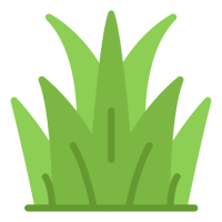herbe